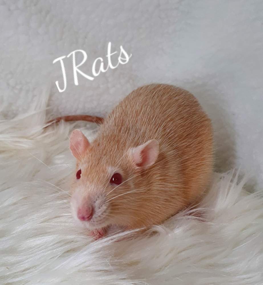 Fancy rat Pet only Rattus norvegicus 