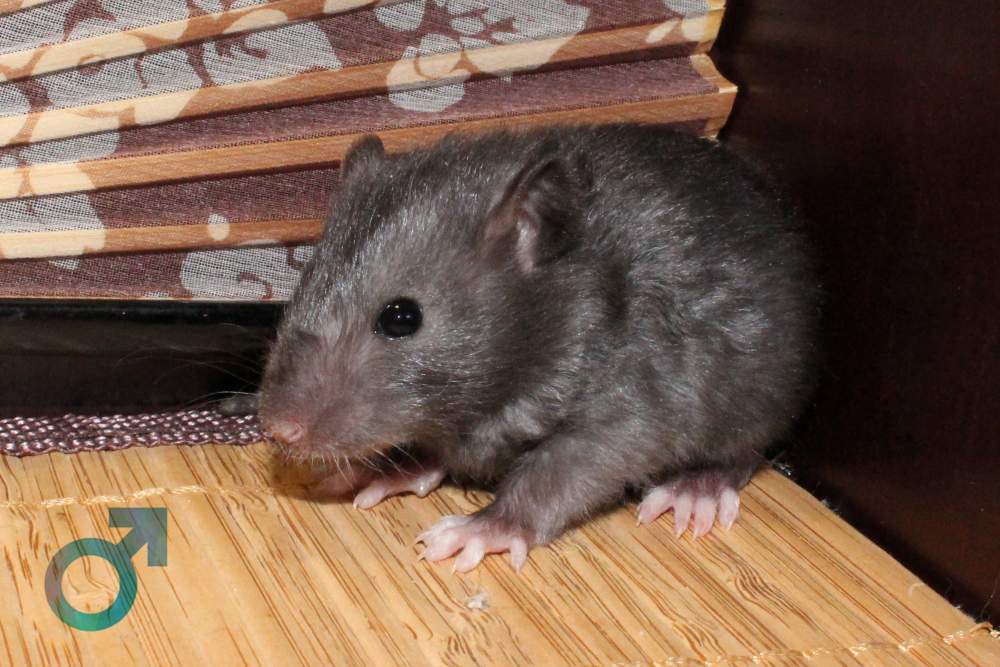 Fancy rat Breeder Rattus norvegicus 