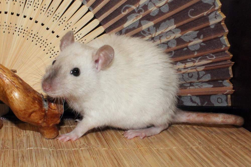 Fancy rat Pet only Rattus norvegicus 