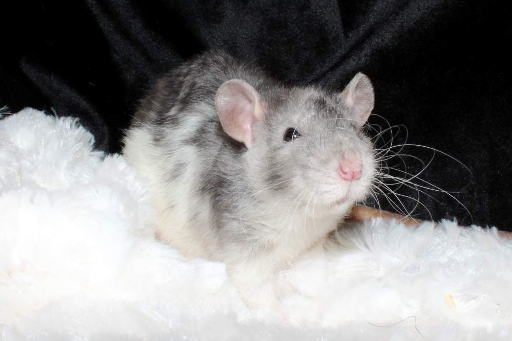 Fancy rat Owned by other Rattus norvegicus 