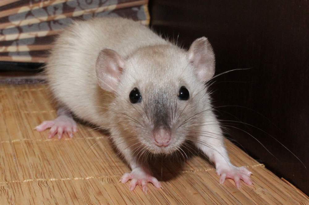 Fancy rat Pet only Rattus norvegicus 