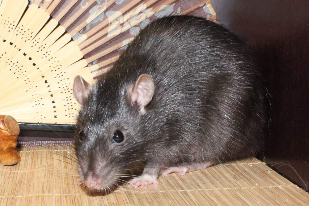 Fancy rat Breeder Rattus norvegicus 