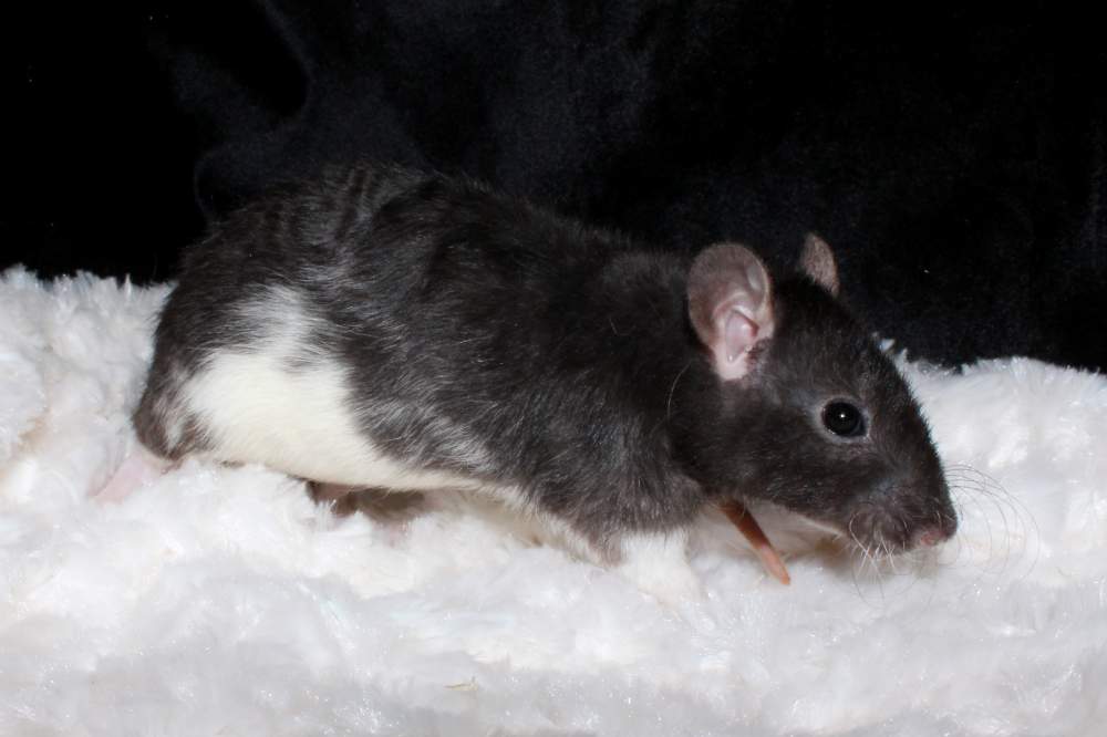 Fancy rat Breeder Rattus norvegicus 