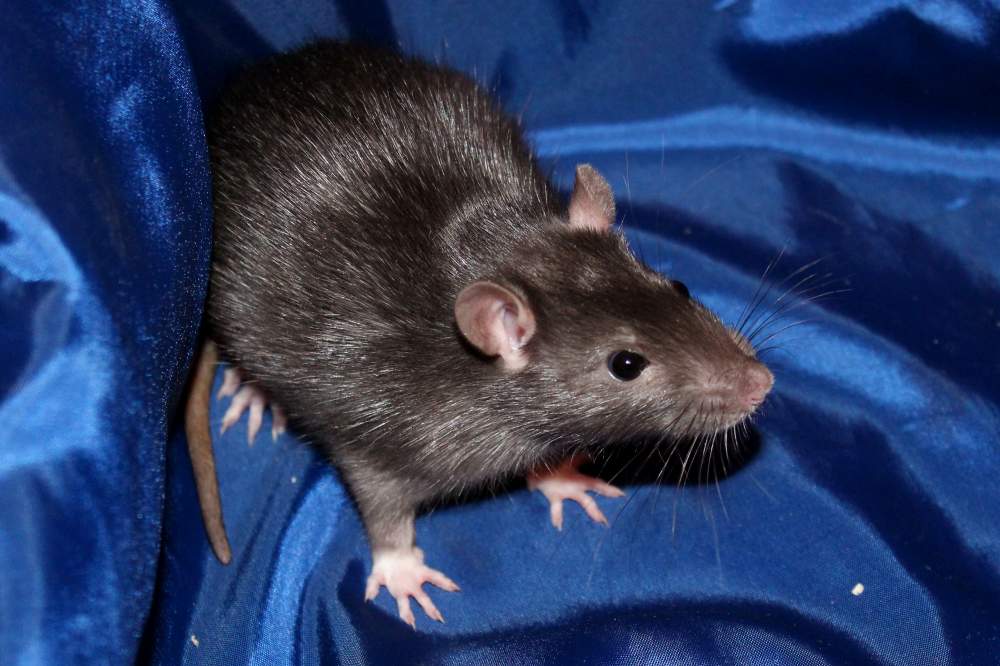 Fancy rat Breeder Rattus norvegicus 