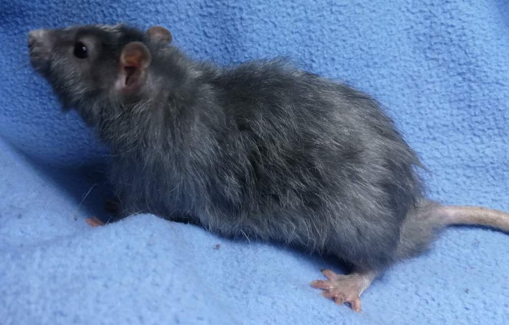 Fancy rat Rehomed Rattus norvegicus 