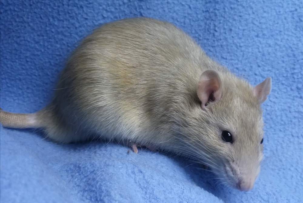 Fancy rat Rehomed Rattus norvegicus 