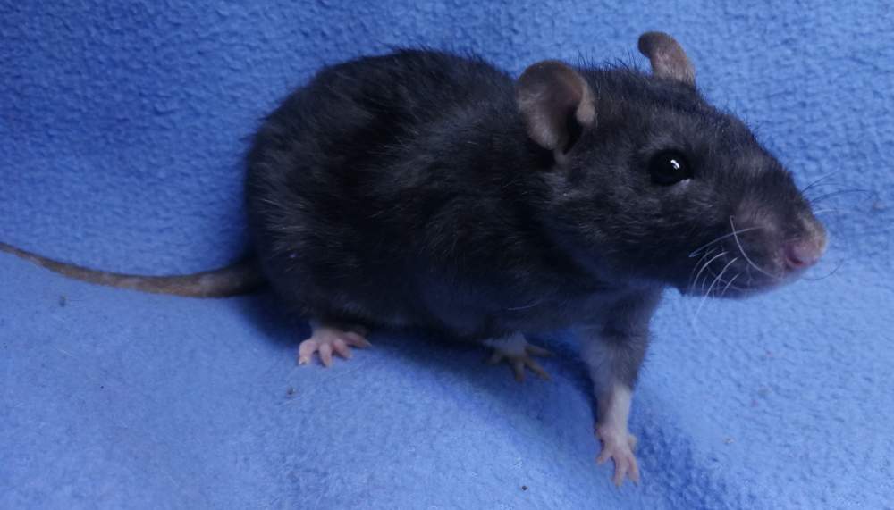 Fancy rat Rehomed Rattus norvegicus 