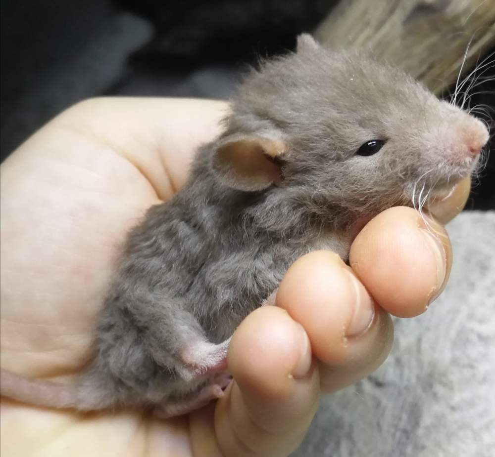 Fancy rat Breeder Rattus norvegicus 