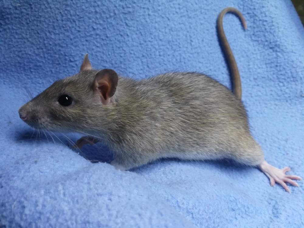 Fancy rat Breeder Rattus norvegicus 