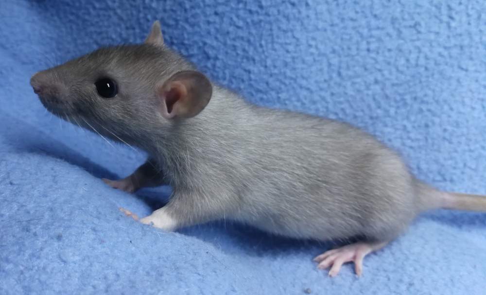 Fancy rat Rehomed Rattus norvegicus 