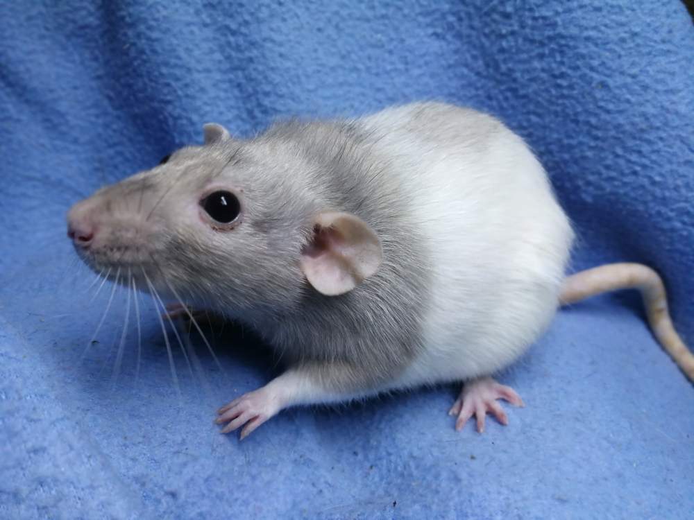 Fancy rat Rehomed Rattus norvegicus 