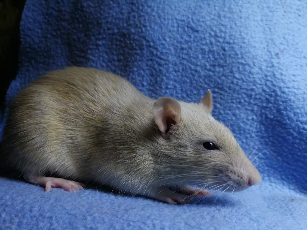 Fancy rat Rehomed Rattus norvegicus 