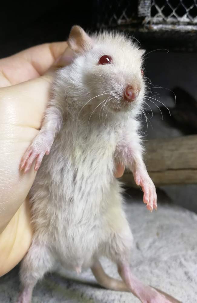 Fancy rat Rehomed Rattus norvegicus 