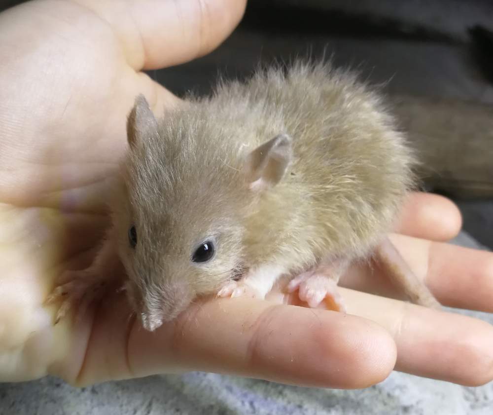 Fancy rat Rehomed Rattus norvegicus 