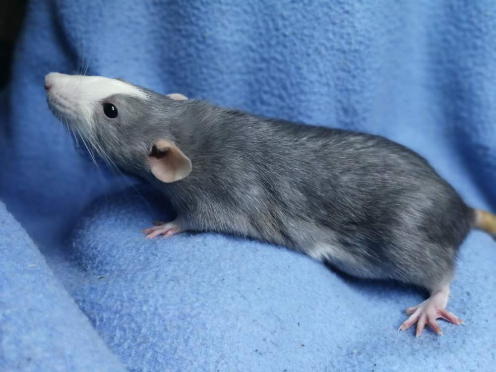 Fancy rat Rehomed Rattus norvegicus 