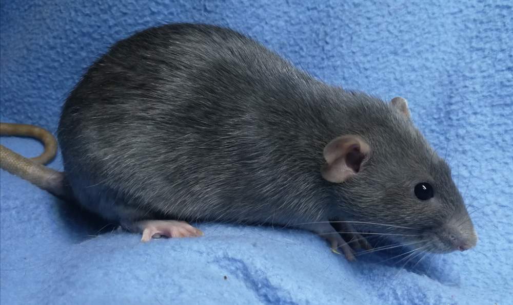 Fancy rat Deceased Rattus norvegicus 