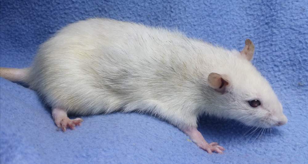 Fancy rat Deceased Rattus norvegicus 