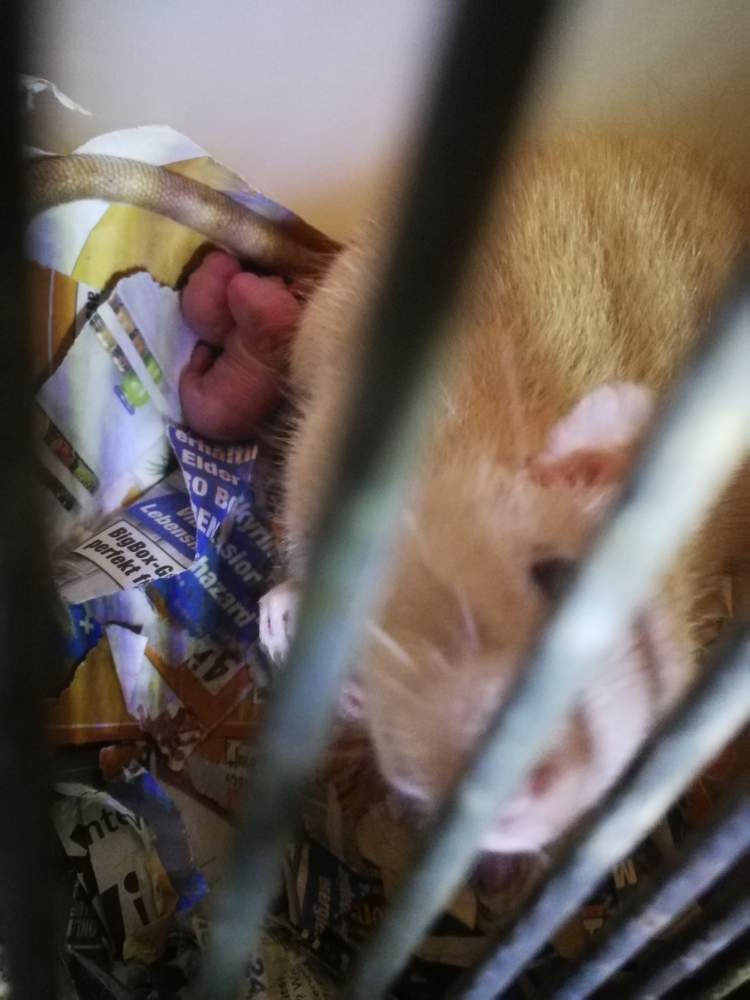 Fancy rat Rehomed Litter G 2246