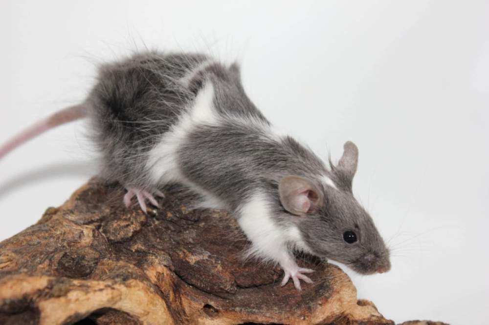 Fancy mouse Pet only Mus musculus 
