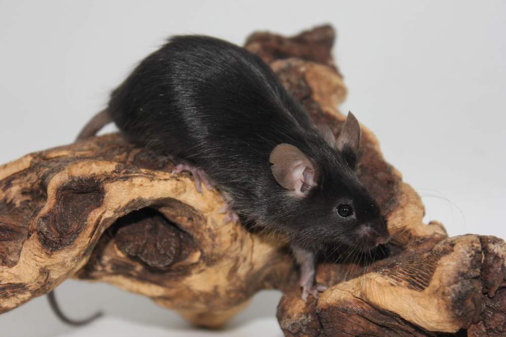 Fancy mouse Lost Mus musculus 