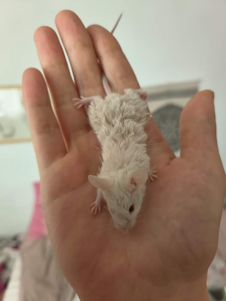 Fancy mouse Pet only Mus musculus 