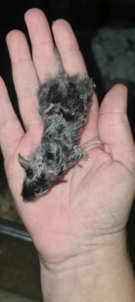 Fancy mouse Breeder Mus musculus 