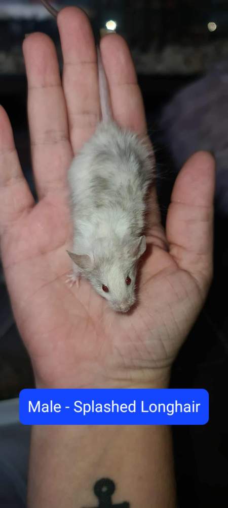Fancy mouse Pet only Mus musculus 