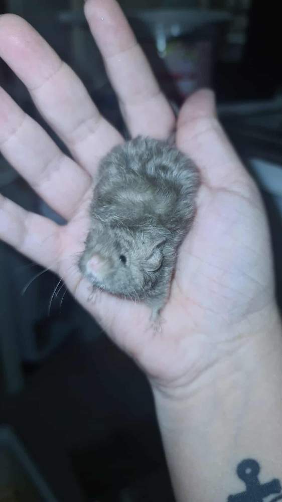 Fancy mouse Pet only Mus musculus 