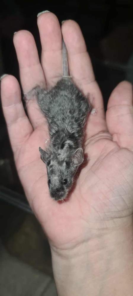 Fancy mouse Pet only Mus musculus 