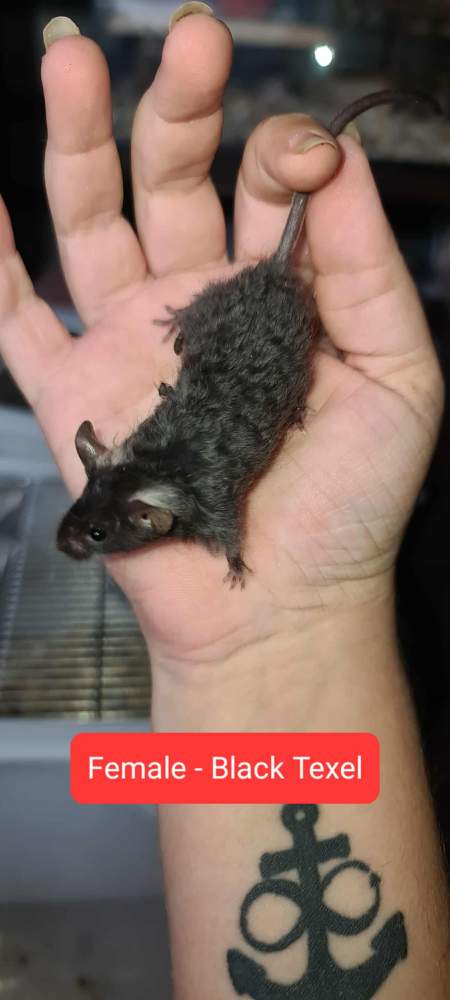 Fancy mouse Pet only Mus musculus 