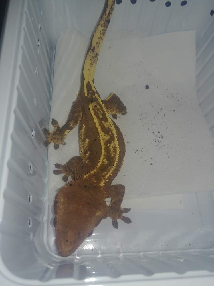 Crested gecko Breeder Correlophus ciliatus 