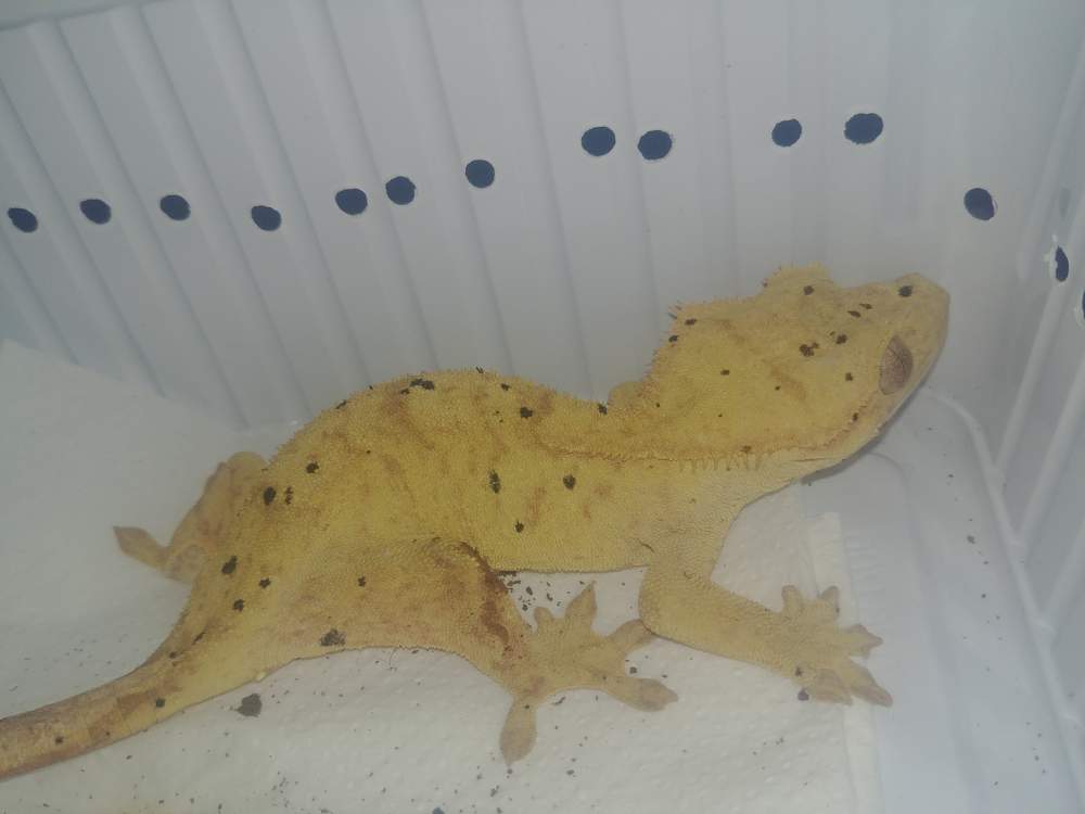 Crested gecko Breeder Correlophus ciliatus 