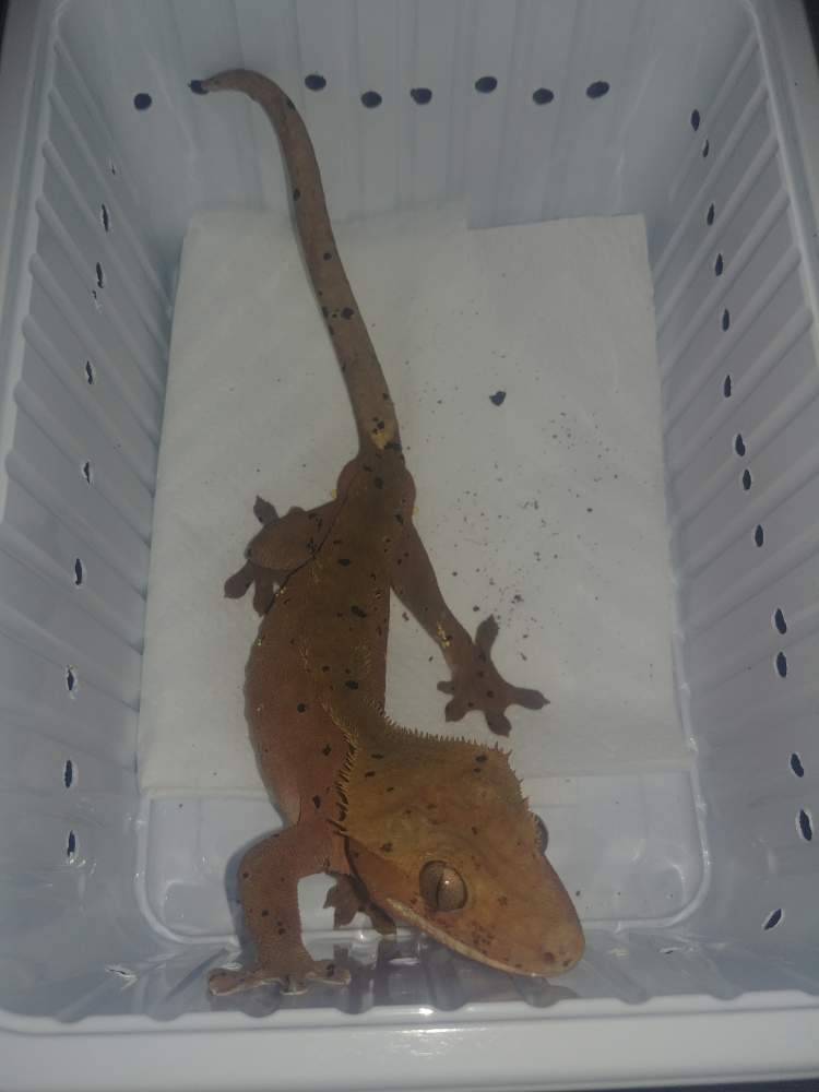 Crested gecko Breeder Correlophus ciliatus 