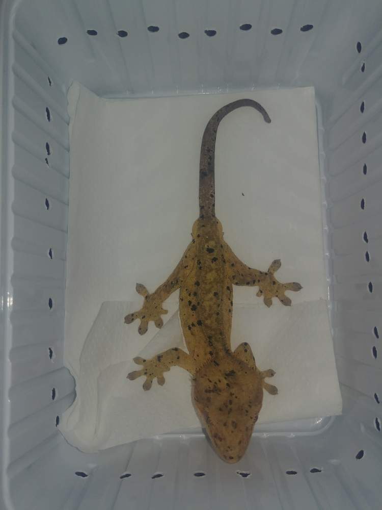 Crested gecko Breeder Correlophus ciliatus 