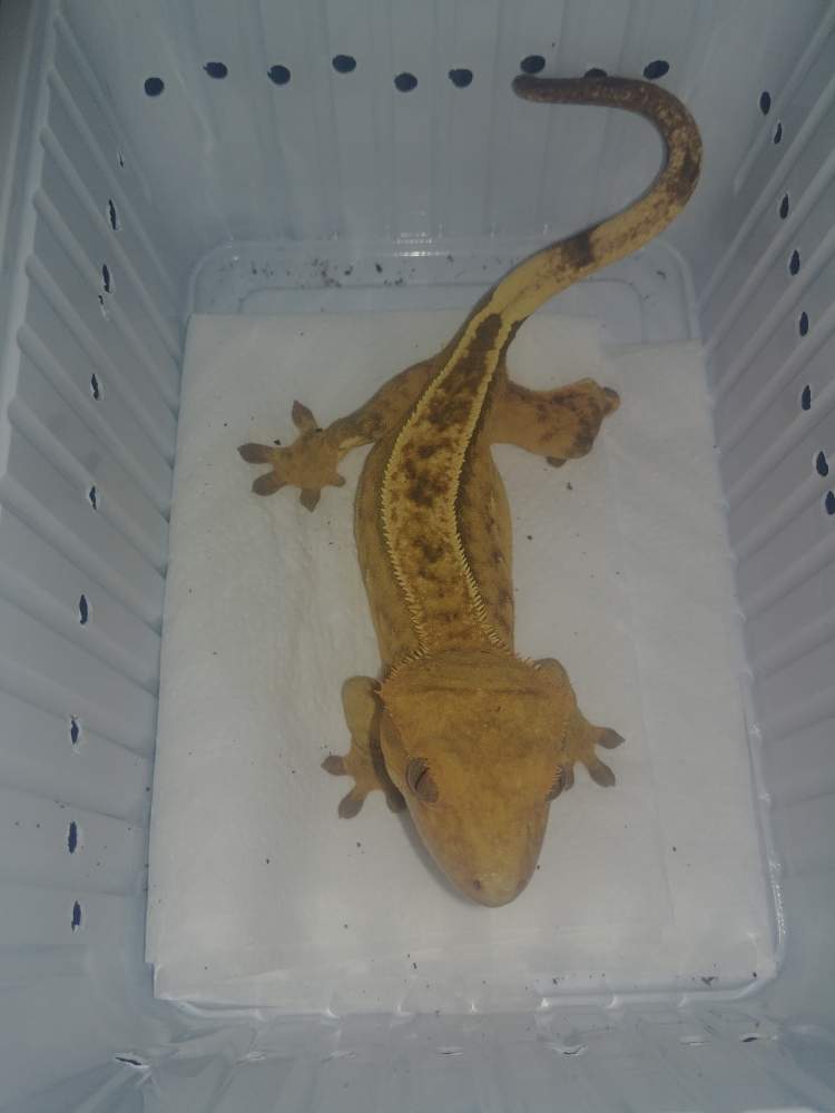 Crested gecko Breeder Correlophus ciliatus 