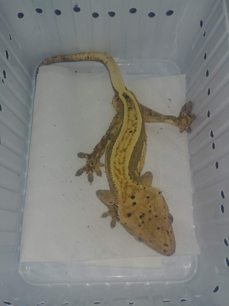 Crested gecko Breeder Correlophus ciliatus 