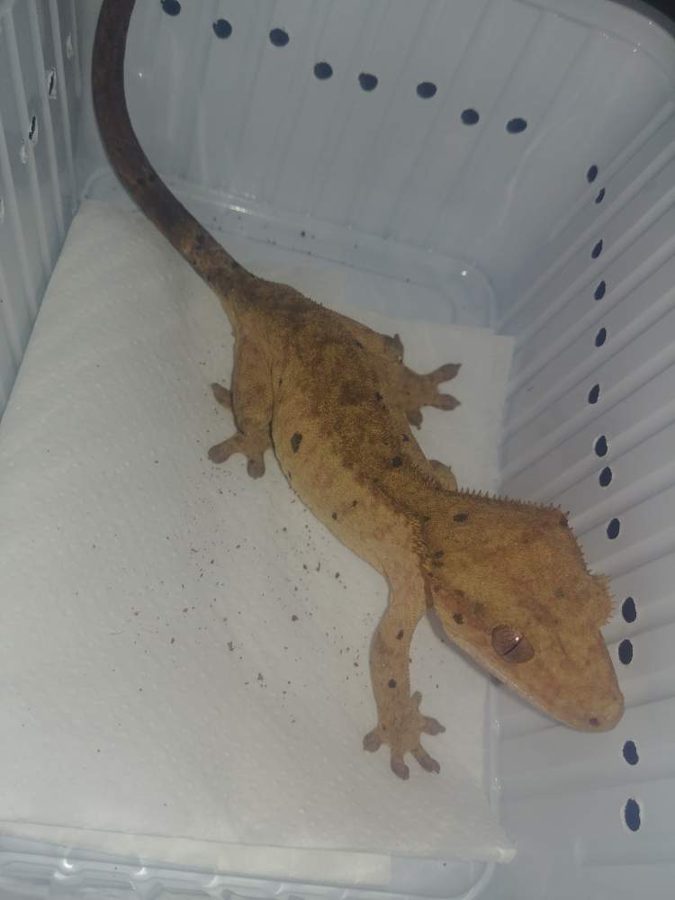 Crested gecko Breeder Correlophus ciliatus 