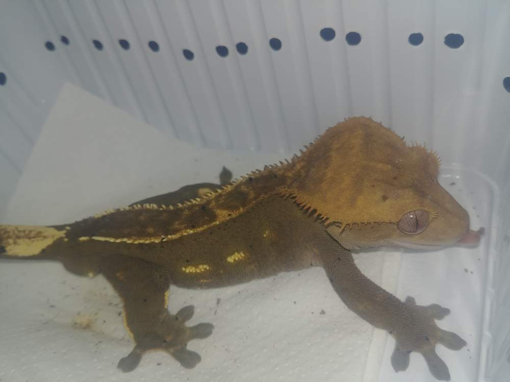 Crested gecko Breeder Correlophus ciliatus 