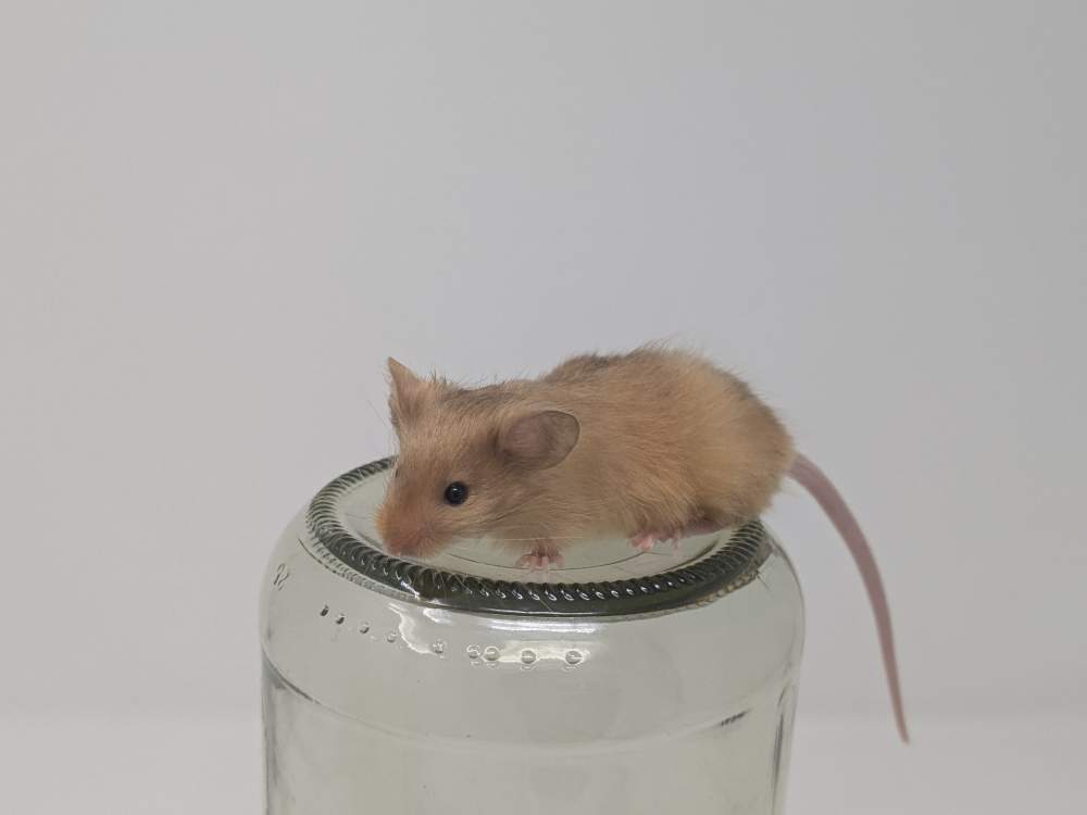 Fancy mouse Breeder Mus musculus 