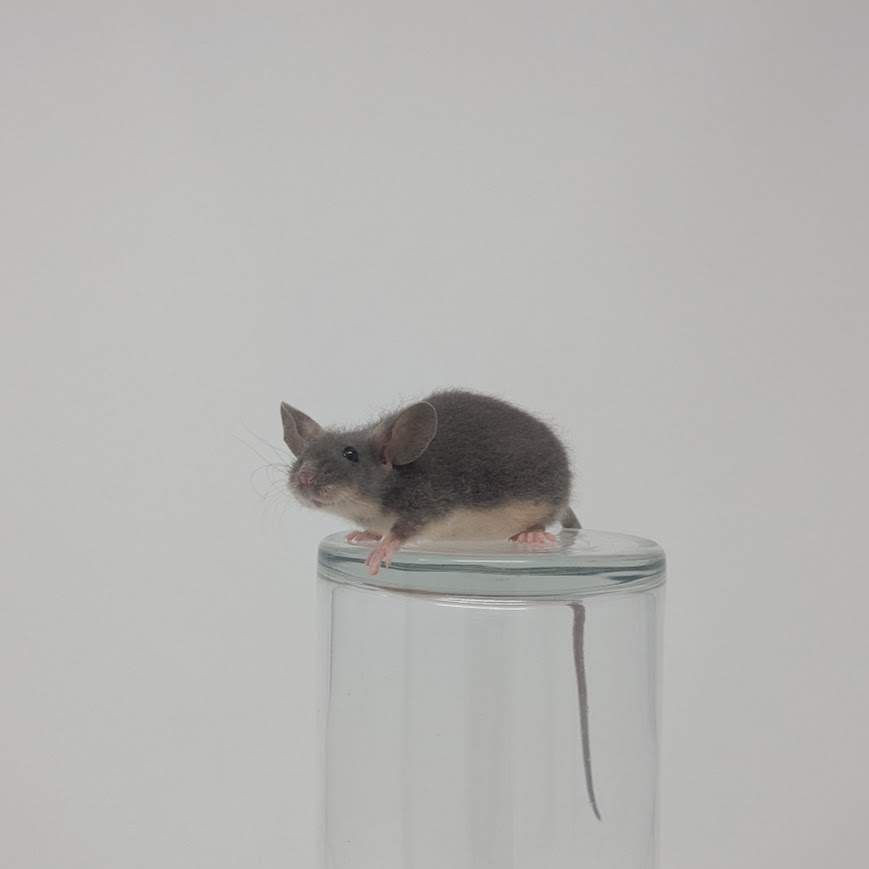 Fancy mouse Breeder Mus musculus 