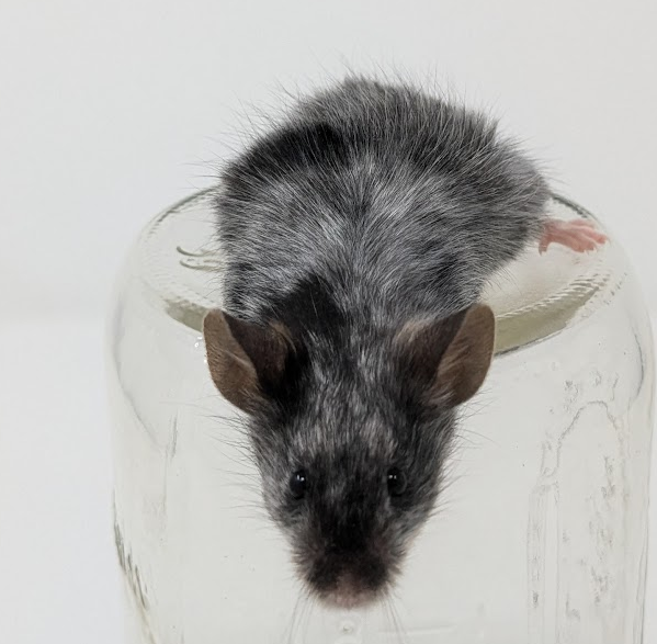 Fancy mouse Owned by other Mus musculus 