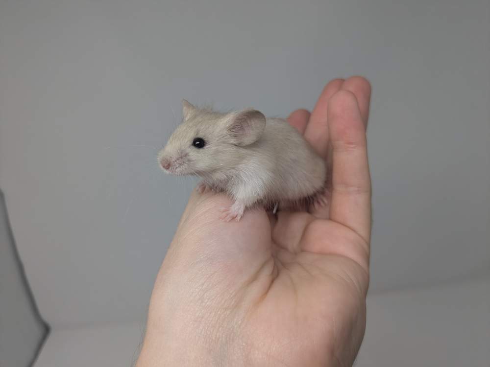 Fancy mouse Breeder Mus musculus 