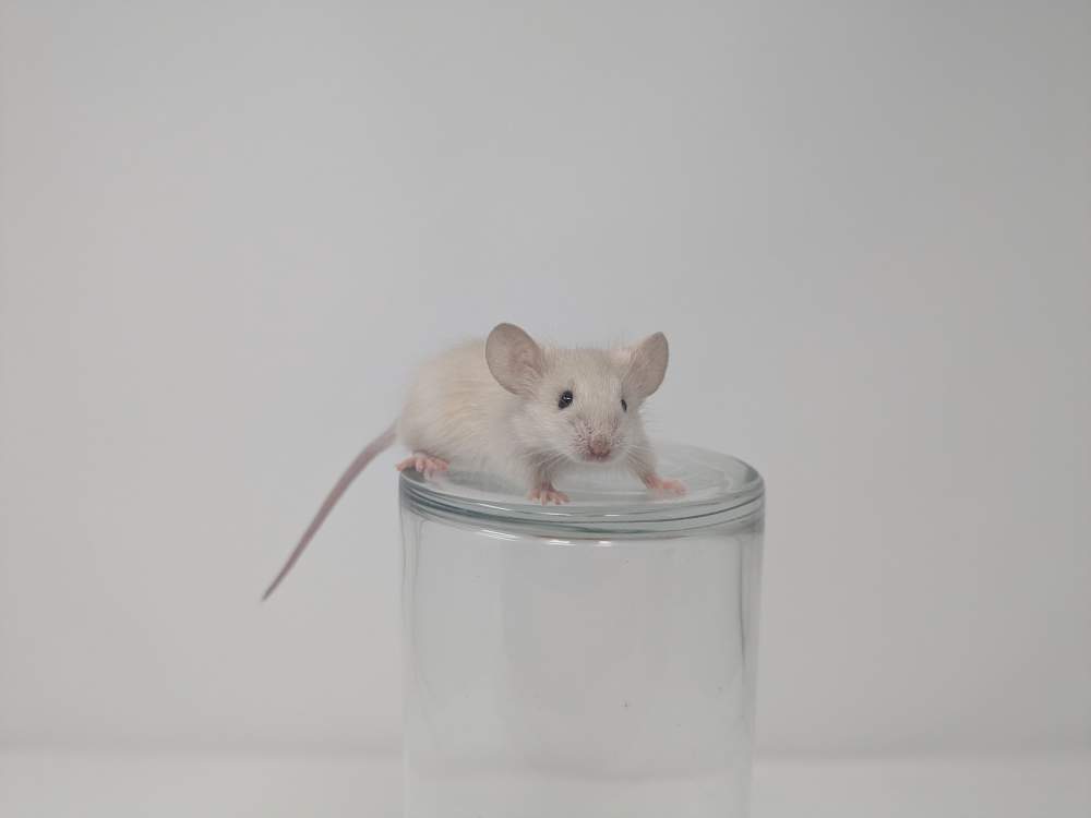 Fancy mouse Deceased Mus musculus 