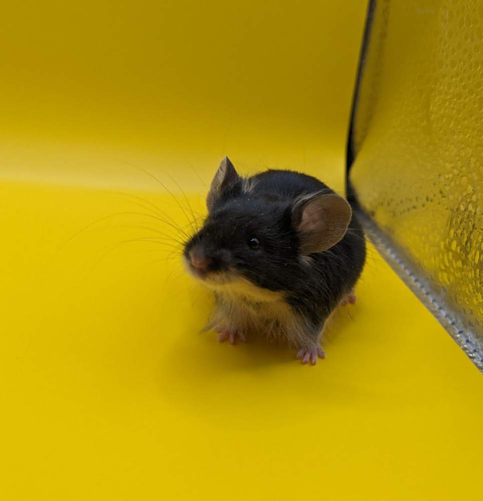 Fancy mouse Owned by other Mus musculus 