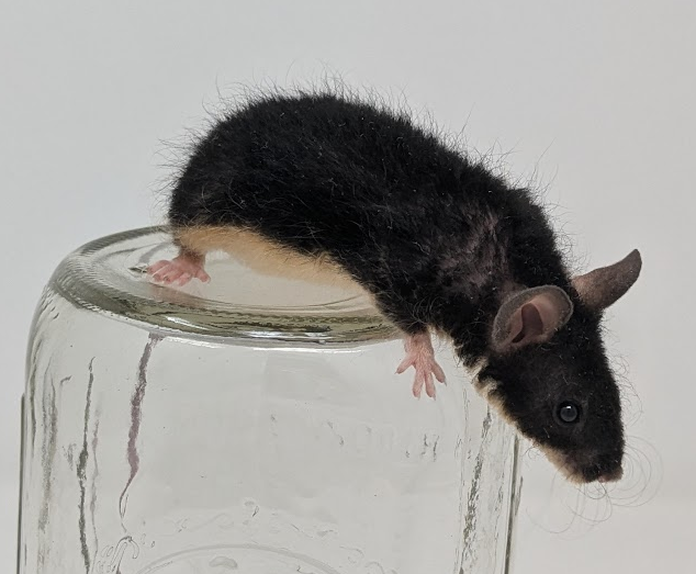 Fancy mouse Deceased Mus musculus 