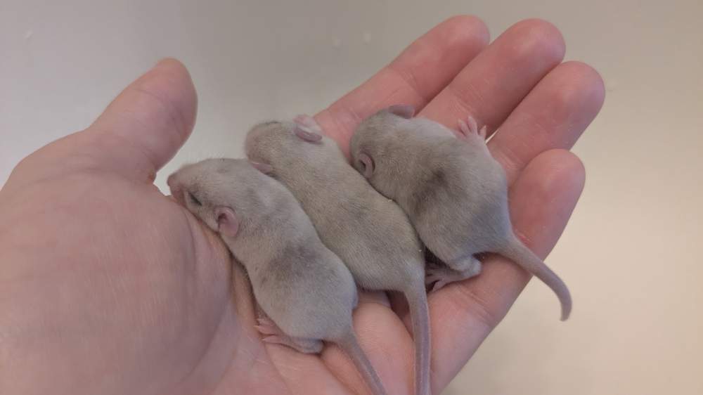 Fancy mouse Breeder Mus musculus 