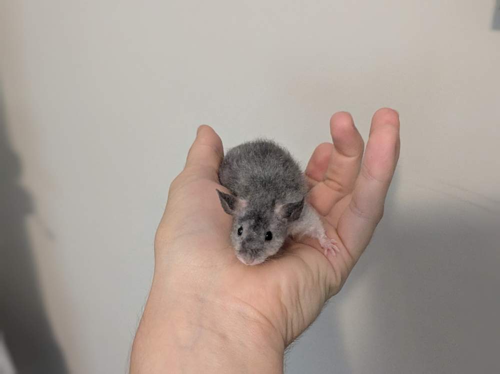 Fancy mouse Breeder Mus musculus 