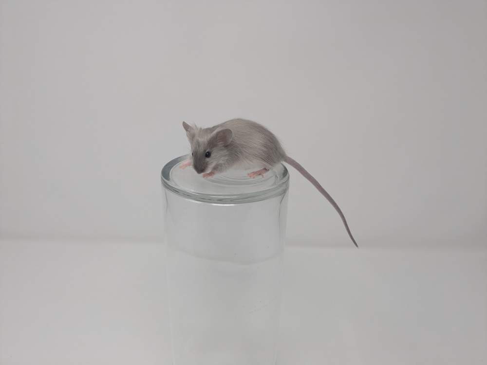Fancy mouse Deceased Mus musculus 