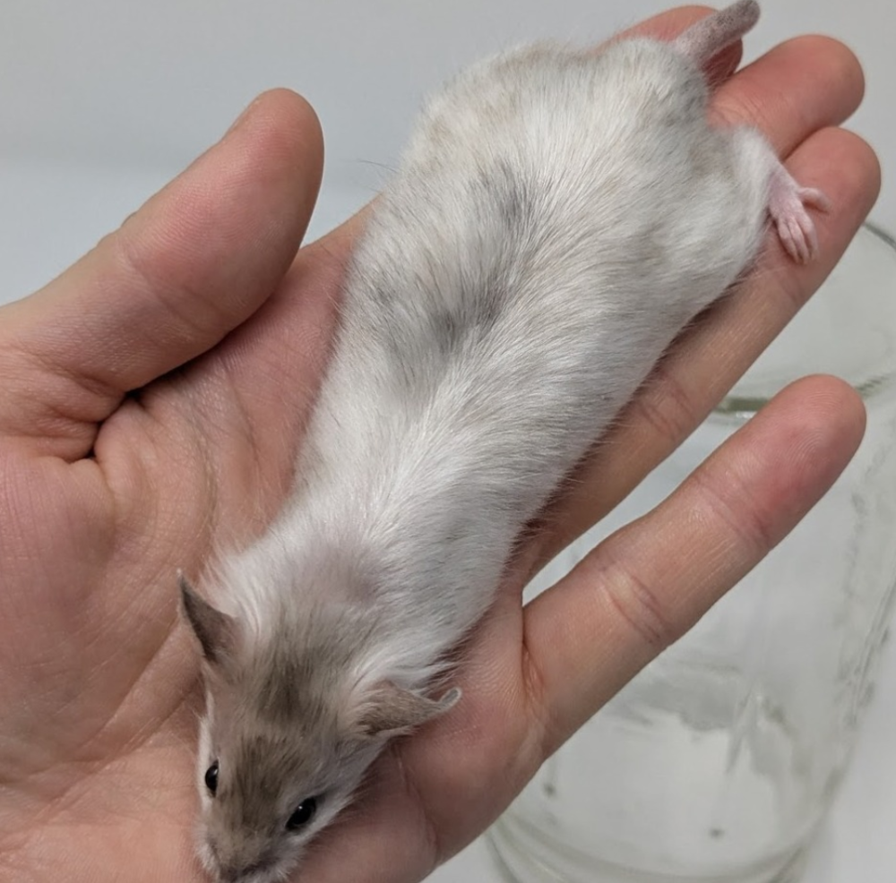 Fancy mouse Retired Mus musculus 