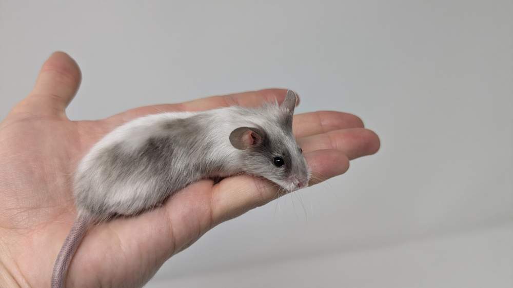 Fancy mouse Deceased Mus musculus 